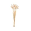 LAGURUS Piumino Beige